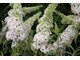 Buddleya davidii "White Profusion"