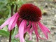 Echinacea purpurea "After Midnight", fot. Hanna Szczęsna