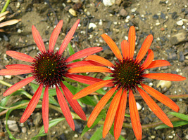 Echinacea purpurea "Art's Pride", fot. Hanna Szczęsna