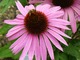  Echinacea purpurea "August Königin", fot. Hanna Szczęsna