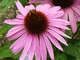  Echinacea purpurea "August Königin", fot. Hanna Szczęsna