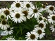 Echinacea purpurea "Avalanche", fot. Hanna Szczęsna