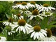 Echinacea purpurea "Avalanche", fot. Hanna Szczęsna