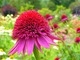 Echinacea purpurea "Catharina", fot. Hanna Szczęsna