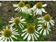 Echinacea purpurea "Champagne Bubbles", fot. Hanna Szczęsna