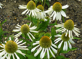 Echinacea purpurea "Champagne Bubbles", fot. Hanna Szczęsna