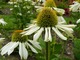 Echinacea purpurea "Champagne Bubbles", fot. Hanna Szczęsna