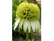 Echinacea purpurea "Coconut Lime", fot. Hanna Szczęsna