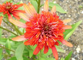 Echinacea purpurea "Coral Reef"  w rzadko spotykanym kolorze, fot. Hanna Szczęsna