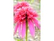 Echinacea purpurea "Cotton Candy", fot. Hanna Szczęsna