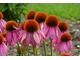 Echinacea purpurea "Crazy Pink", fot. Hanna Szczęsna