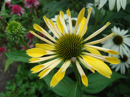 Echinacea "Sunrise", fot. Łucja Badarycz