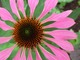 Echinacea, fot. Monteverde