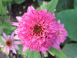 Echinacea "Pink Double", fot. Monteverde  