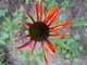Echinacea "Tomato Soup", fot. Monteverde