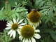 Echinacea, fot. Monteverde