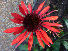 Echinacea, fot. Danuta Młoźniak