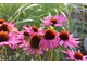 Echinacea purpurea, fot. Danuta Młoźniak