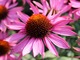 Echinacea purpurea, fot. Danuta Młoźniak