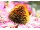 Echinacea purpurea, fot. Danuta Młoźniak