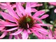 Echinacea purpurea, fot. Danuta Młoźniak