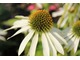 Echinacea purpurea, fot. Danuta Młoźniak