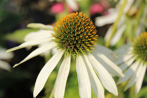 Echinacea purpurea, fot. Danuta Młoźniak