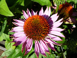 Echinacea purpurea "Hope", fot. Danuta Młoźniak