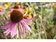 Echinacea purpurea, fot. Danuta Młoźniak