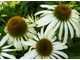 Echinacea purpurea, fot. Danuta Młoźniak