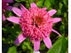 Echinacea purpurea, fot. Danuta Młoźniak