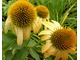 Echinacea purpurea, fot. Danuta Młoźniak