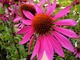 Echinacea purpurea, fot. Danuta Młoźniak