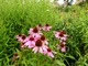 Echinacea purpurea, fot. Danuta Młoźniak