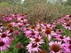 Echinacea purpurea, fot. Danuta Młoźniak