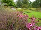 Jeżówki w jesiennym ogrodzie Bressingham, fot. Danuta Młoźniak