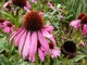 Echinacea purpurea, fot. Danuta Młoźniak