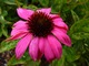  Echinacea purpurea "Little Hedgehog", fot. Danuta Młoźniak