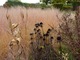 Zaschnięte koszyczki jeżówek z zimowym ogrodzie Pieta Oudolfa, trawa jak różowa mgiełka to Sporobolus heterolepis, fot. Danuta Młoźniak