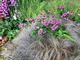 Echinacea, Carex i Digitalis, fot. Michał Młoźniak