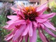 Echinacea o nieco "zadziornym" wyglądzie, fot. Monteverde