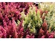 Erica gracilis (wrzosiec delikatny) jest produkowany typowo do uprawy doniczkowej, nie zimuje w gruncie, fot. Danuta Młoźniak