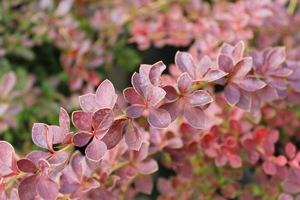 Berberis thunbergii "Red Carpet", fot. Danuta Młoźniak