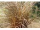 Carex buchananii - turzyca o miedzianej barwie będzie stanowiła ładny i delikatny akcent, fot. Danuta Młoźniak