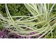 Carex morrowii "Evergold" ma paskowane liście, fot. Danuta Młoźniak