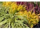 W tej kompozycji dodałam Carex "Evergold". Ma śliczne, paskowane źdźbła
