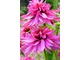 Echinacea purpurea "Pink Poodle", fot. Hanna Szczęsna