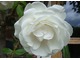 Biała róża pnąca