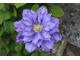  Clematis "Vivienne Pennell"