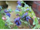 Cerinthe major var. purpurascens, roślina atrakcyjna dla pszczół, motyli i ptaków. Rozmnażamy ją przez wysiew nasion